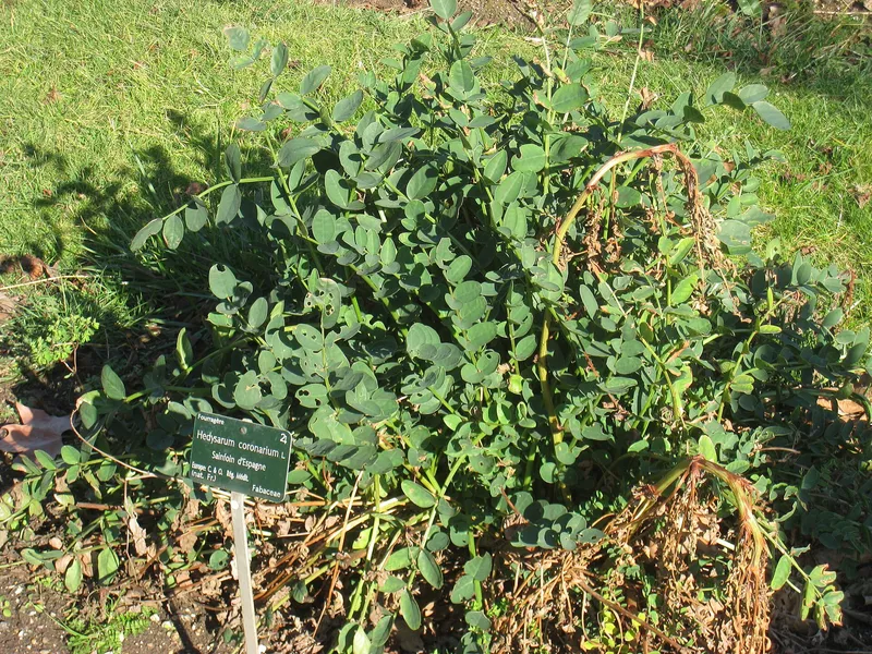 Cultivo de Zulla