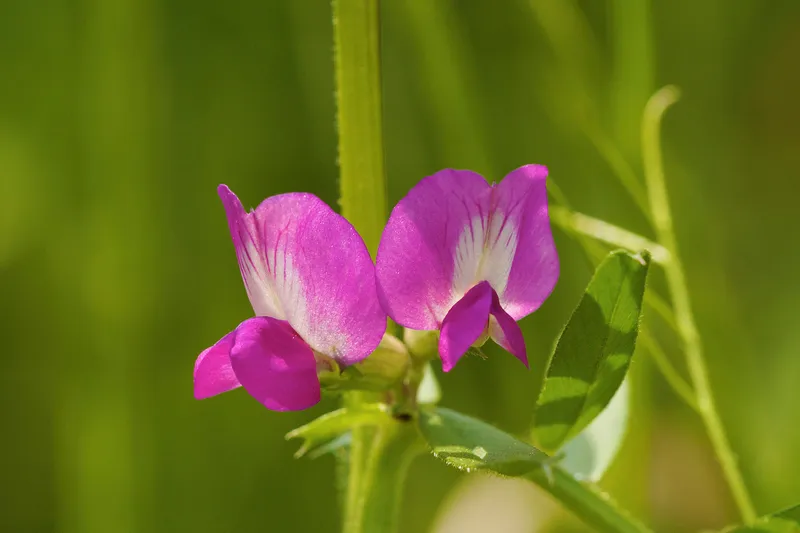Cultivo de Veza
