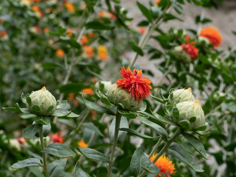 Cultivo de Cártamo