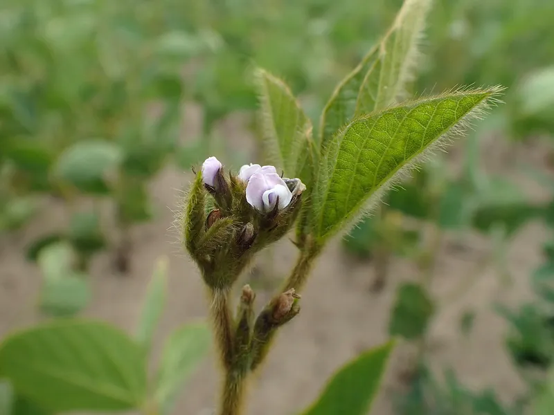 Cultivo de Soja