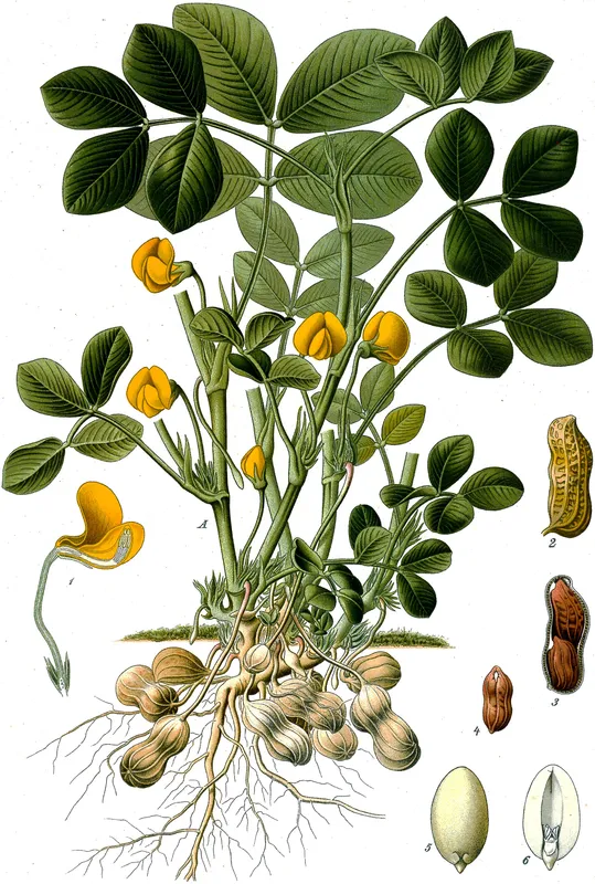 Cultivo de Cacahuete
