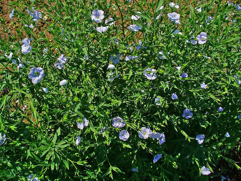 Cultivo de Lino