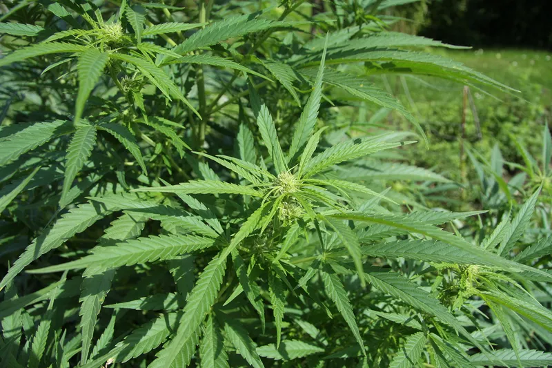 Cultivo de Cáñamo