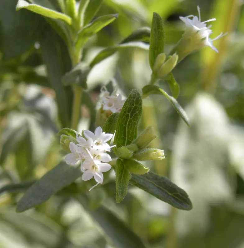Cultivo de Estevia