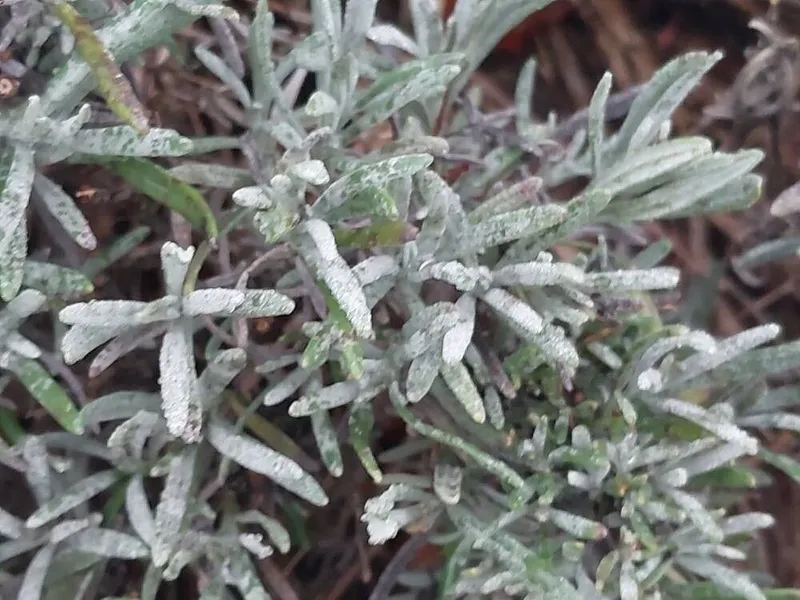 Cultivo de Lavandas