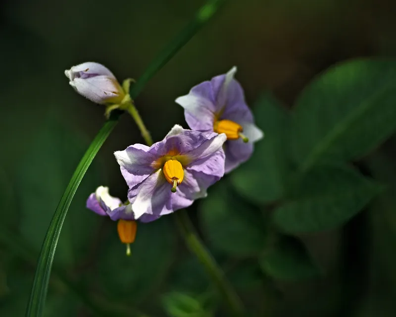 Cultivo de Patata