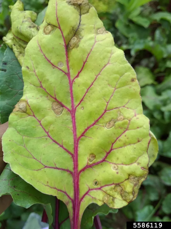 Cultivo de Remolacha forrajera