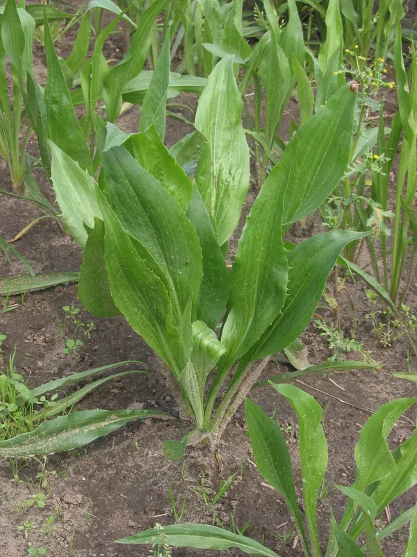 Cultivo de Escorzonera