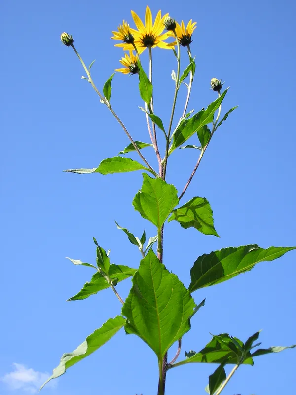 Cultivo de Pataca, aguaturma, tupinambo