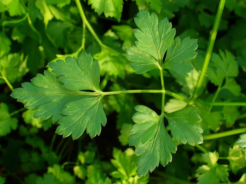 Cultivo de Raíz de perejil