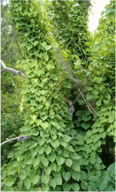 Cultivo de Ñame