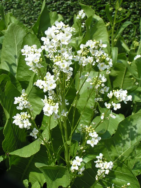 Cultivo de Rábano rusticano
