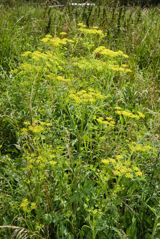 Cultivo de Chirivía