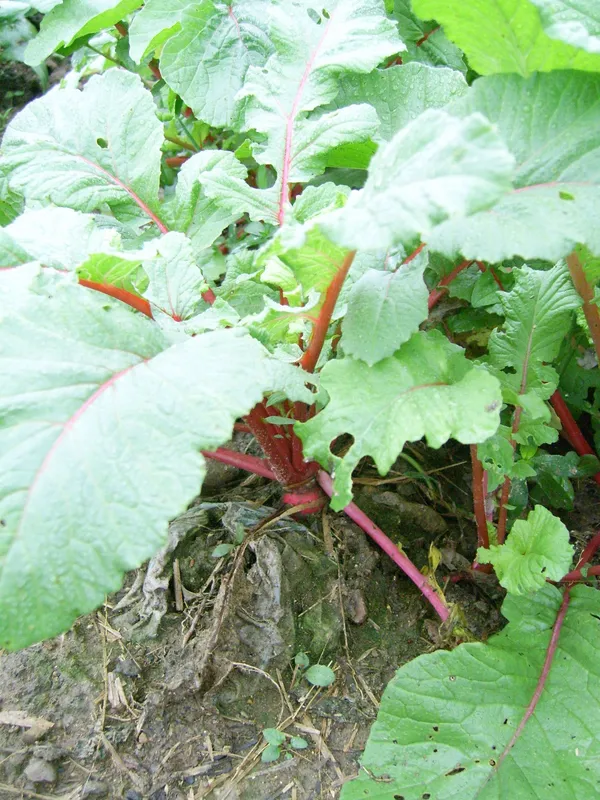 Cultivo de Rábano