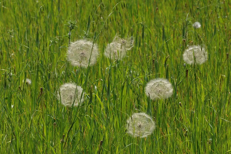 Cultivo de Salsifí