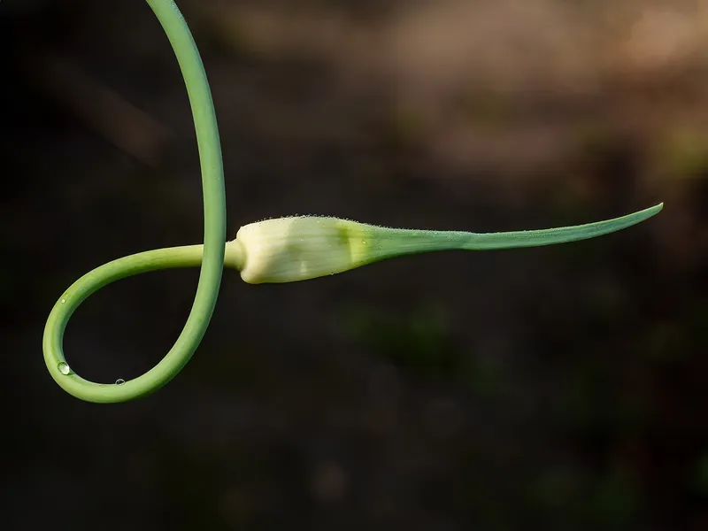 Cultivo de Ajo
