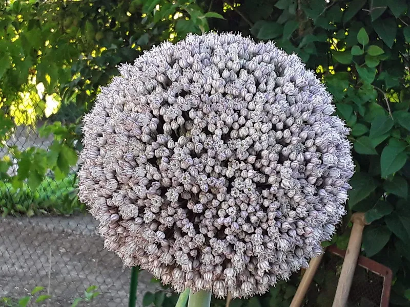 Cultivo de Cebolla