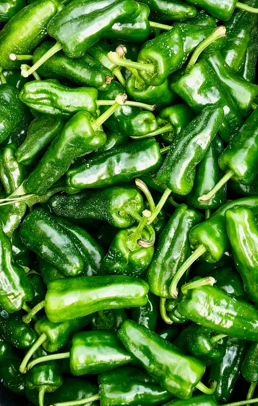 Cultivo de Pimiento