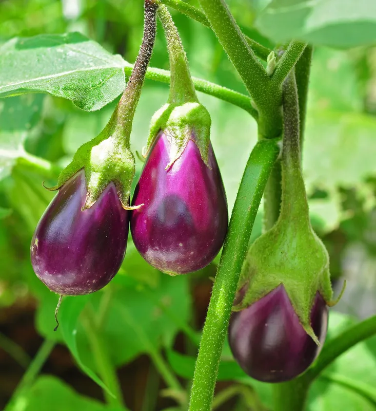 Cultivo de Berenjena
