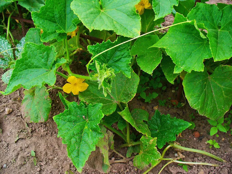 Cultivo de Pepino