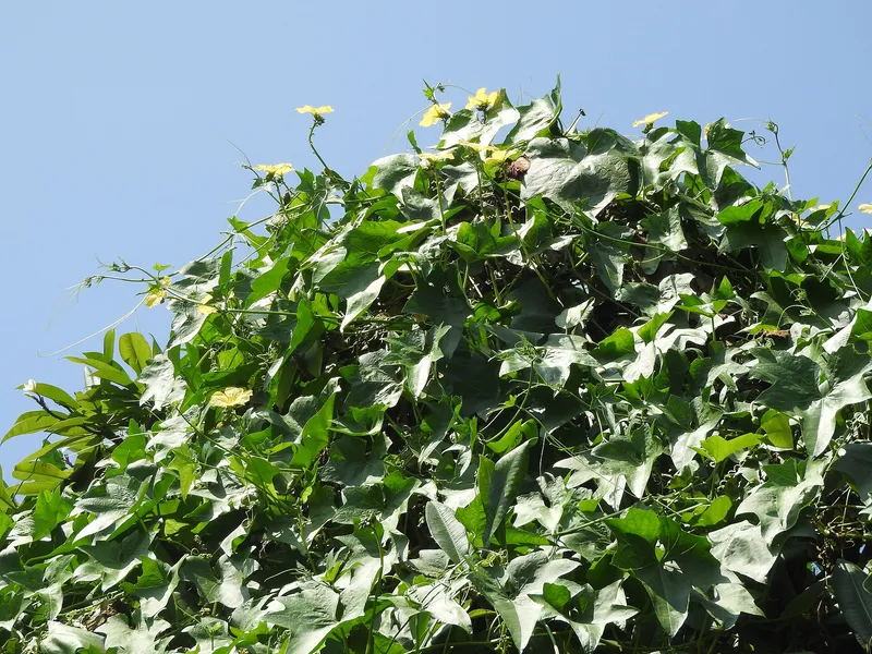 Cultivo de Luffa, esponja vegetal
