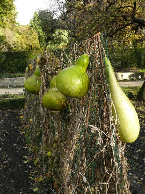 Cultivo de Calabaza del peregrino