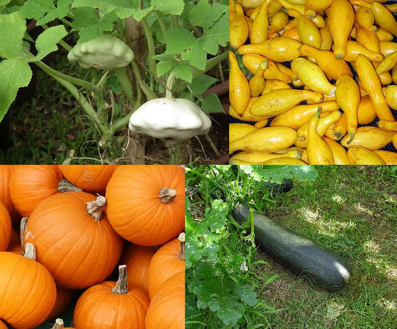 Cultivo representativo de Cucurbitáceas de piel no comestible