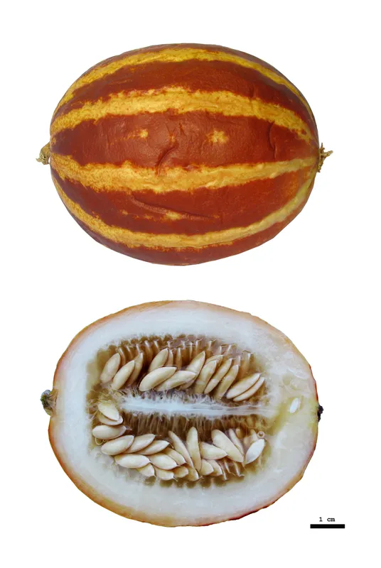 Cultivo de Melón