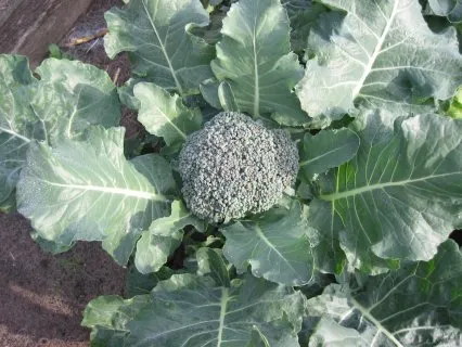 Cultivo representativo de Hortalizas del género Brassica