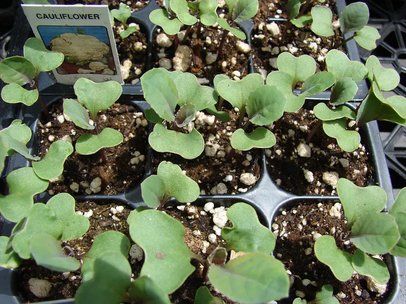 Cultivo de Coliflor