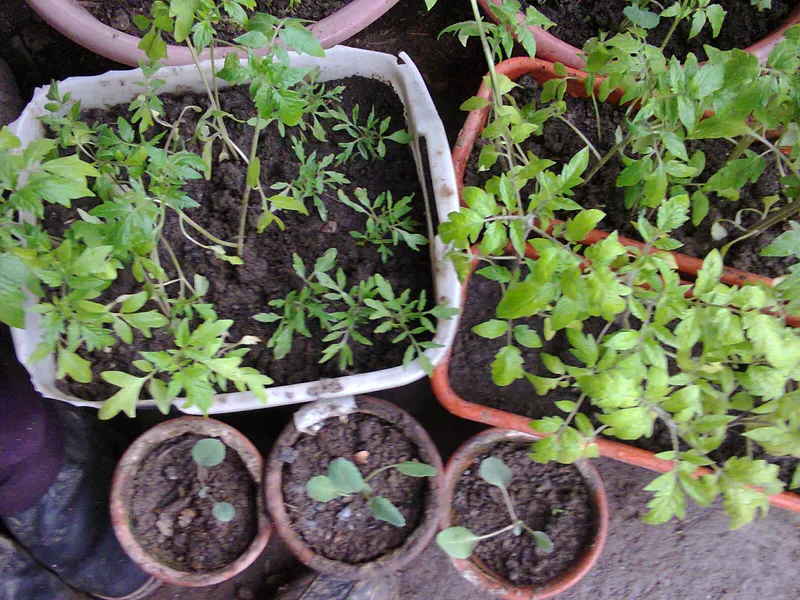 Cultivo de Repollo
