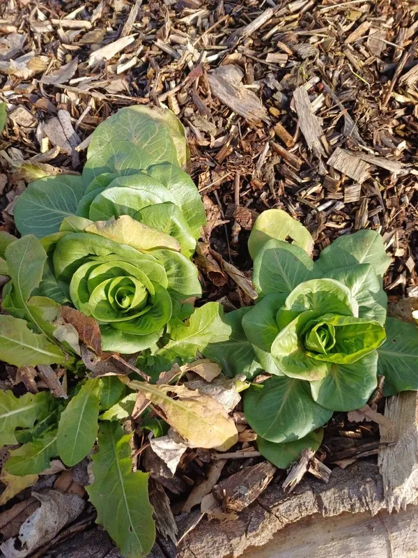 Cultivo representativo de Brotes tiernos, incluidas las especies de Brassica