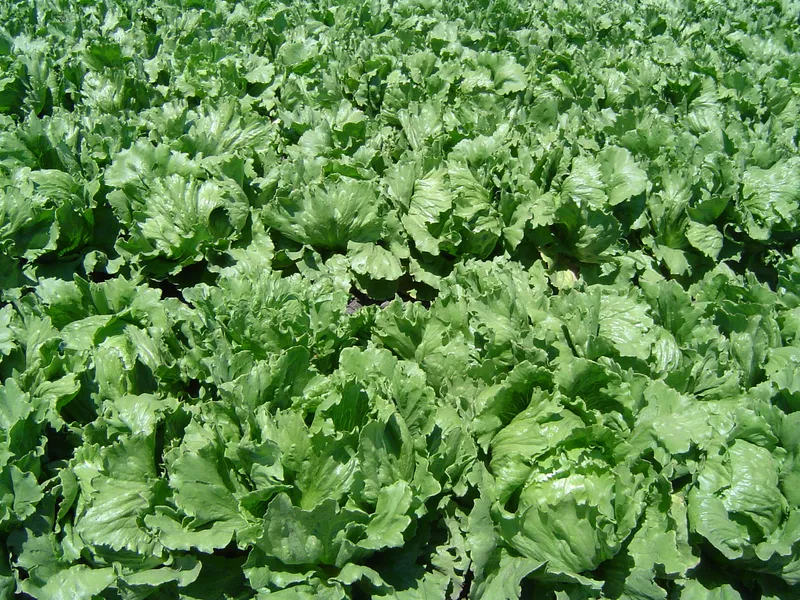 Cultivo de Lechuga