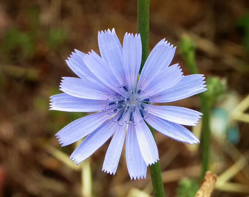 Cultivo de Achicoria (hojas)
