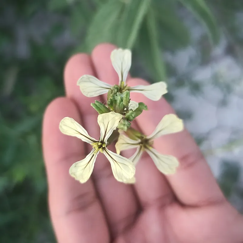 Cultivo de Rúcula