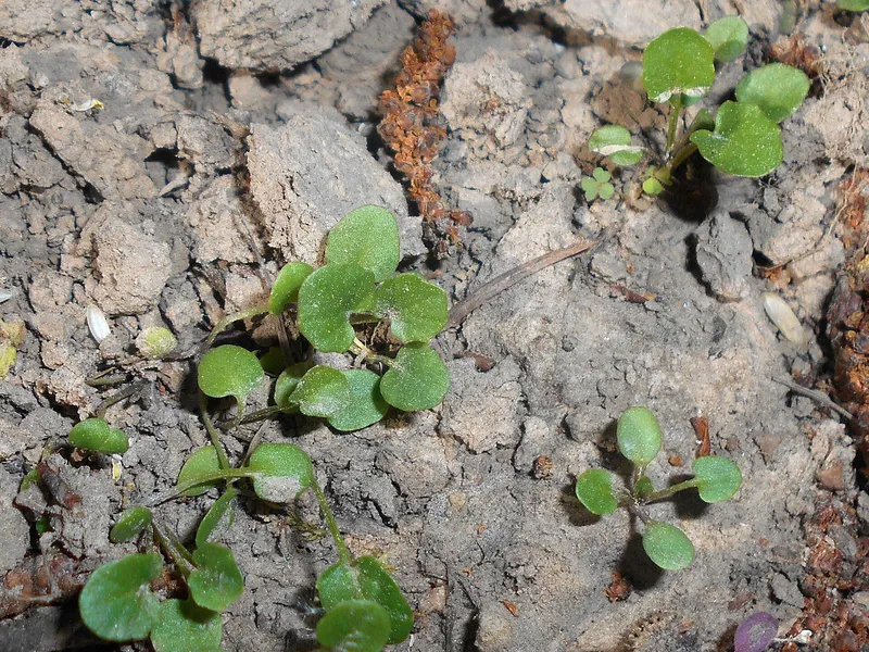 Cultivo de Barbarea