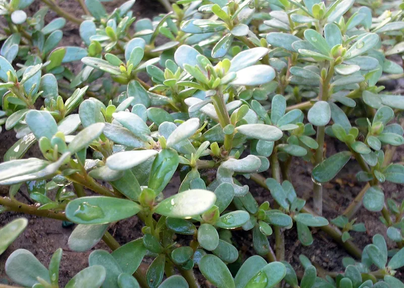 Cultivo de Verdolaga
