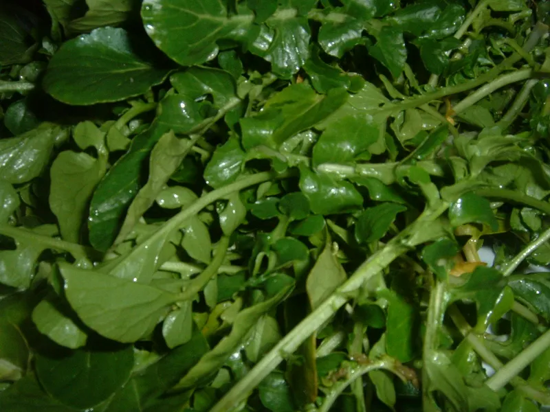 Cultivo de Berro de agua