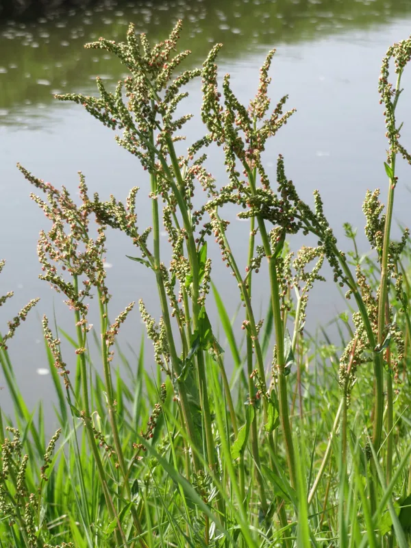 Cultivo de Acedera