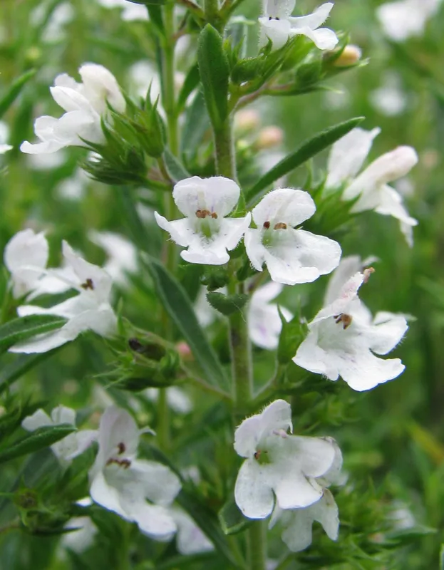 Cultivo de Ajedrea