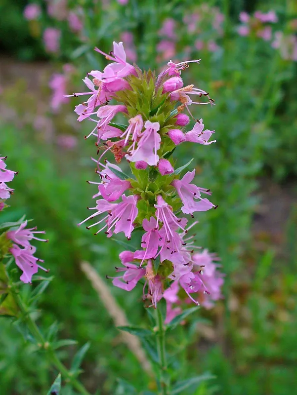 Cultivo de Hisopo
