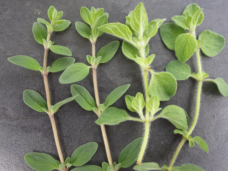 Cultivo de Mejorana