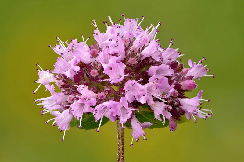 Cultivo de Orégano