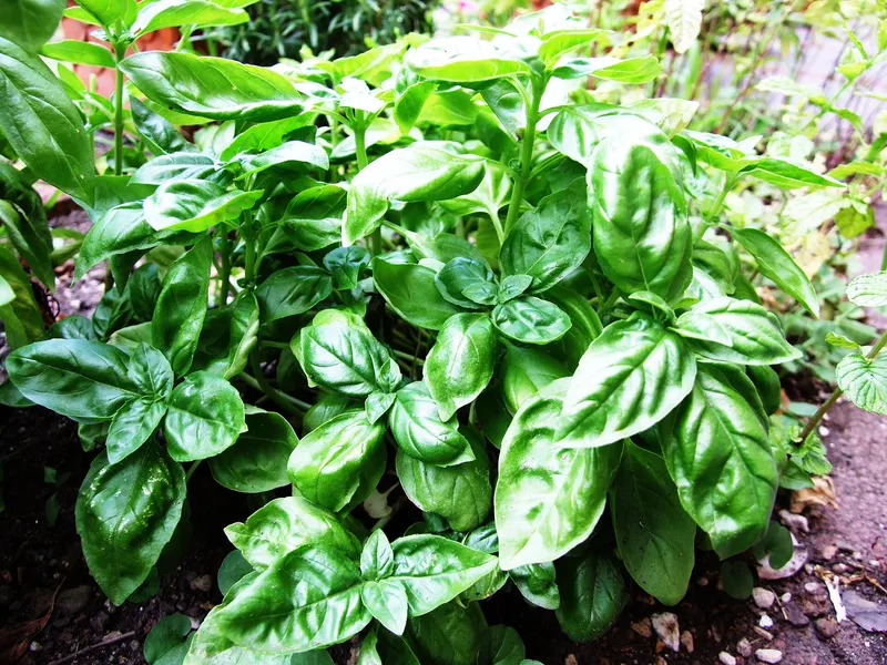 Cultivo de Albahaca