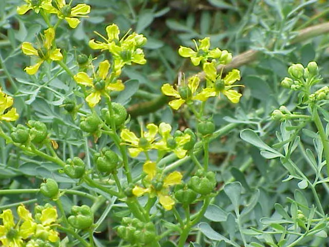 Cultivo de Ruda