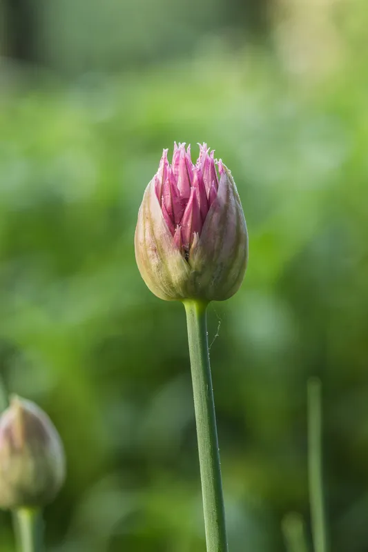 Cultivo de Cebollino