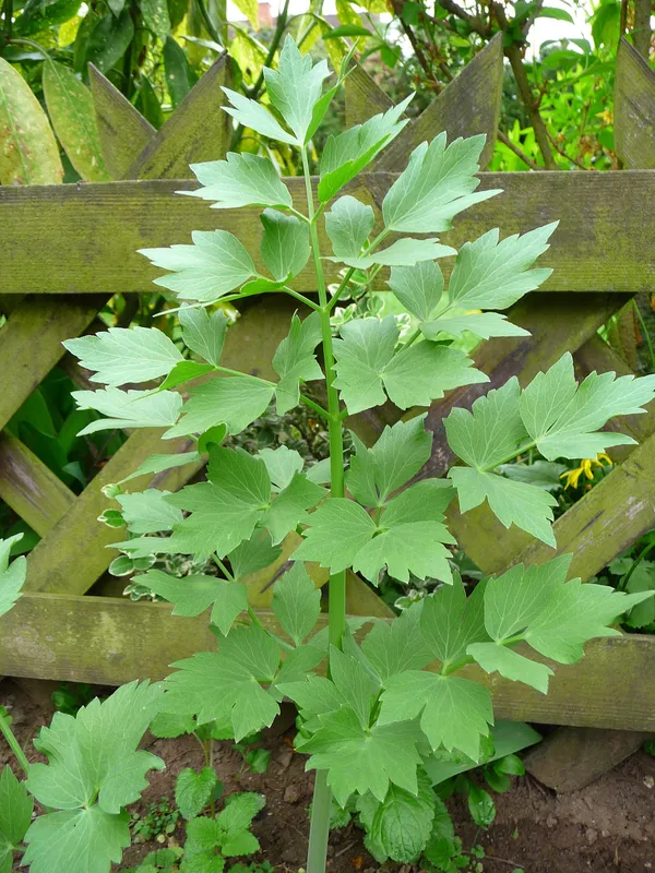 Cultivo de Levístico