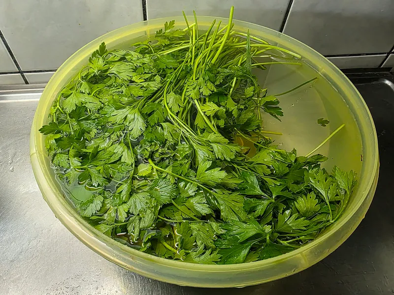 Cultivo de Perejil