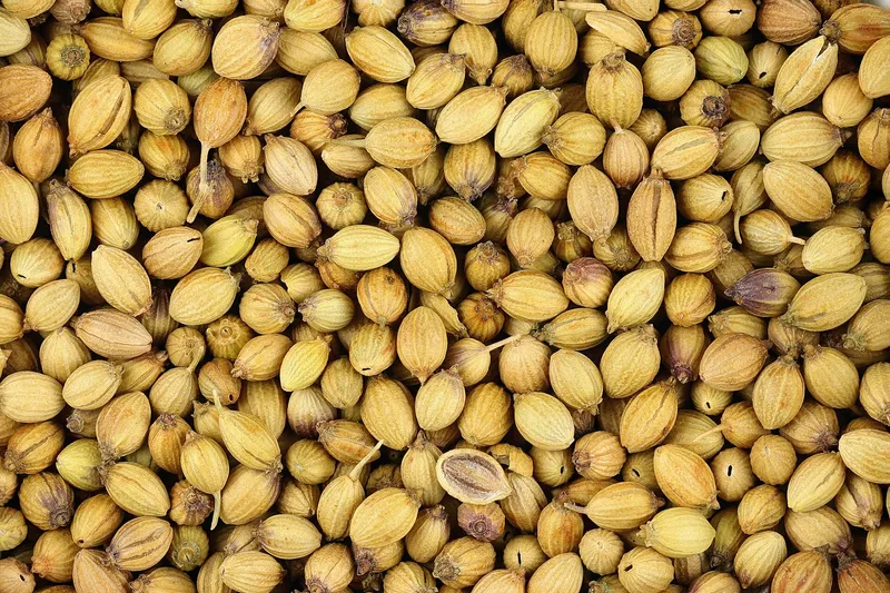 Cultivo de Cilantro