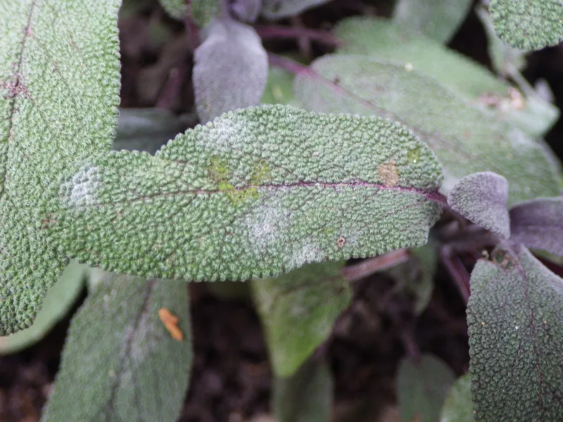 Cultivo de Salvia